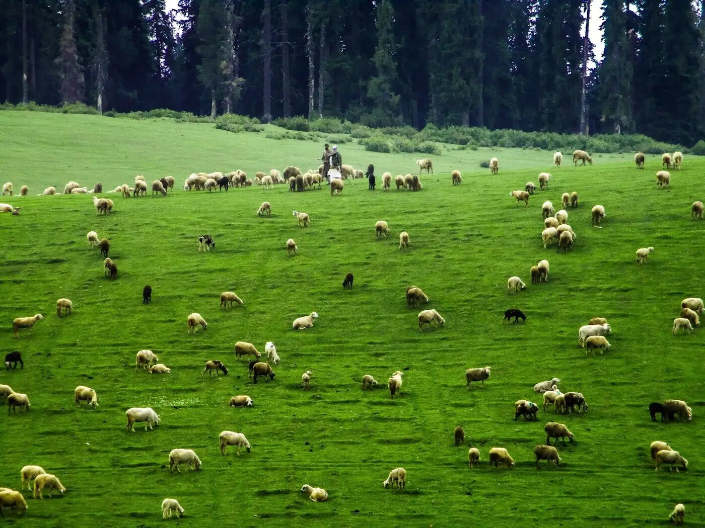 Changthangi goats on the high plateau, the source of pashm fibre.